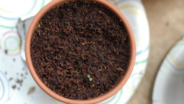  How do you grow cantaloupe seeds indoors?