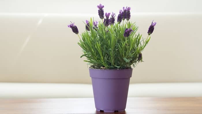  How do you keep potted lavender alive in the winter?