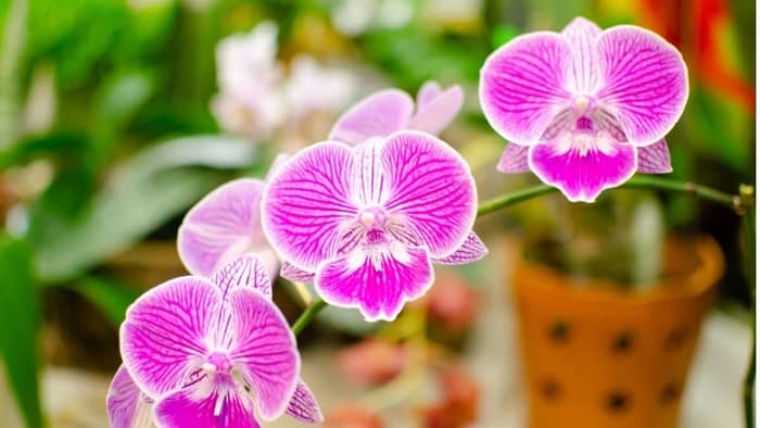  How long do moth orchids live?