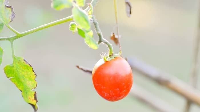  How do you make tomatoes year-round?