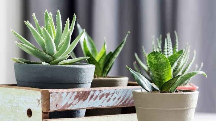  How do you take care of succulents indoors?
