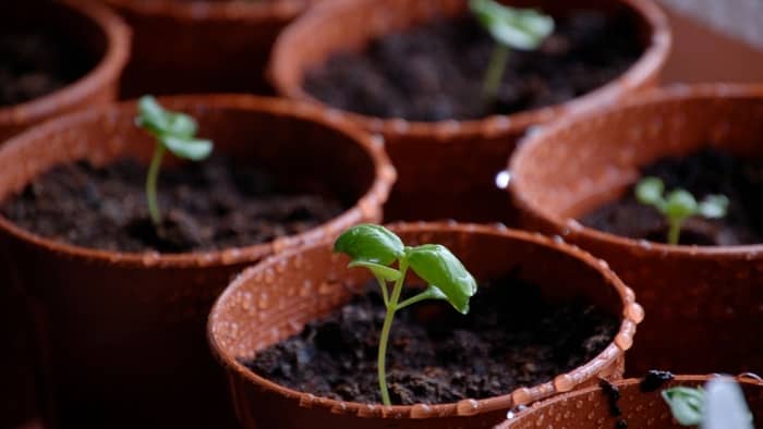 How long does it take for sweet basil seeds to germinate?