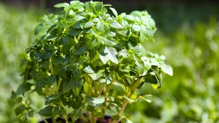  How long does oregano take to grow from a seed?