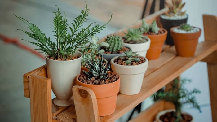  How long will a pot plant live indoors?