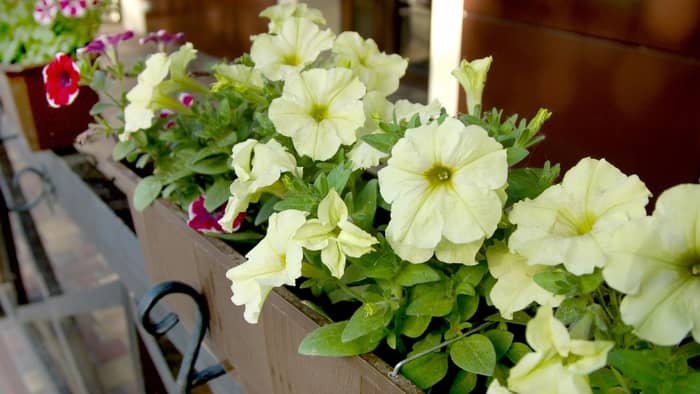  How long will petunias live indoors?