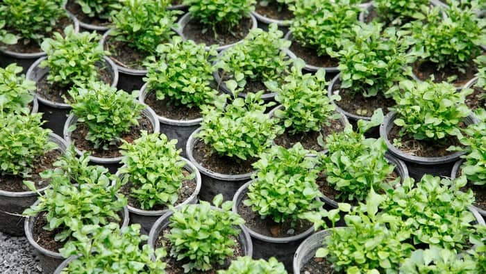  Is watercress easy to grow indoors