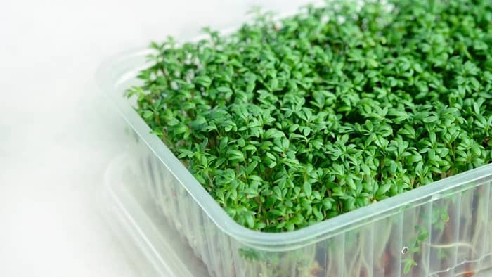  What is the best way to grow watercress