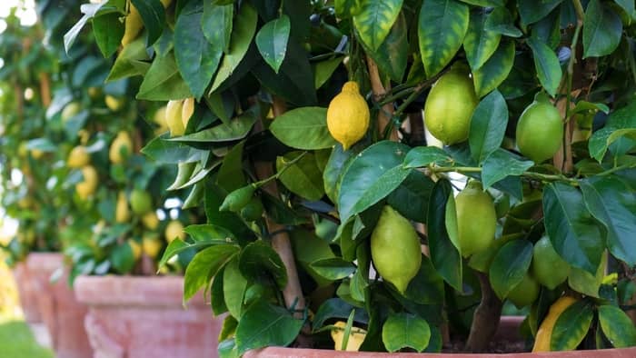  Will a lemon tree grown from seed produce fruit?