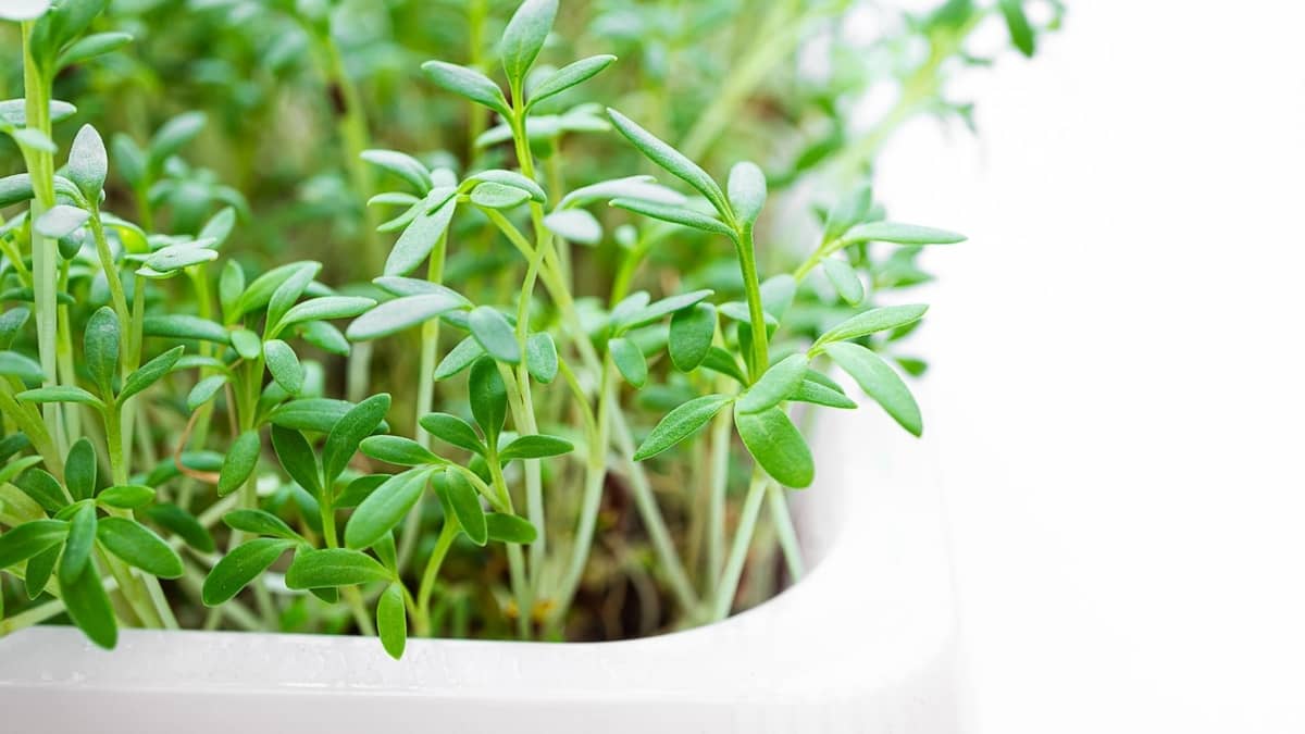 can you grow watercress indoors