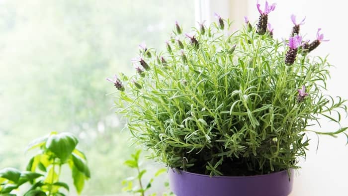  growing lavender indoors in winter