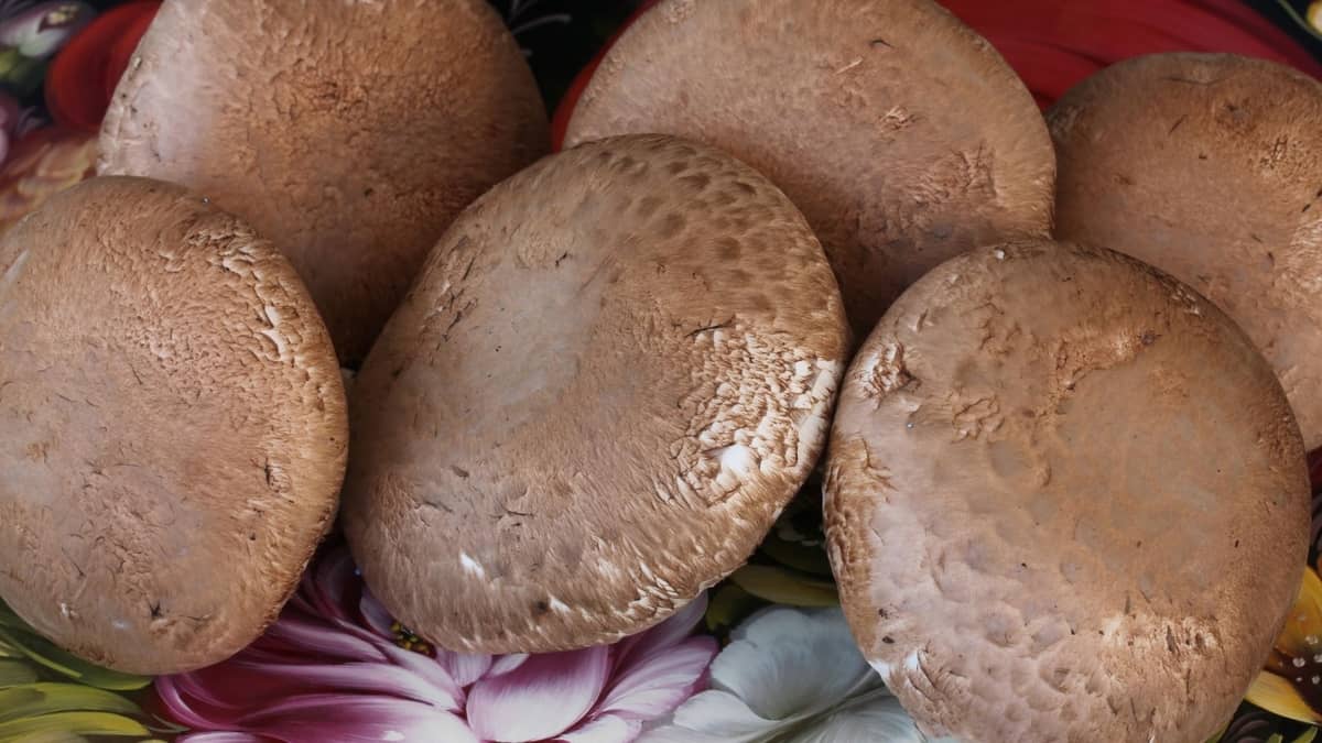 growing portabella mushrooms indoors