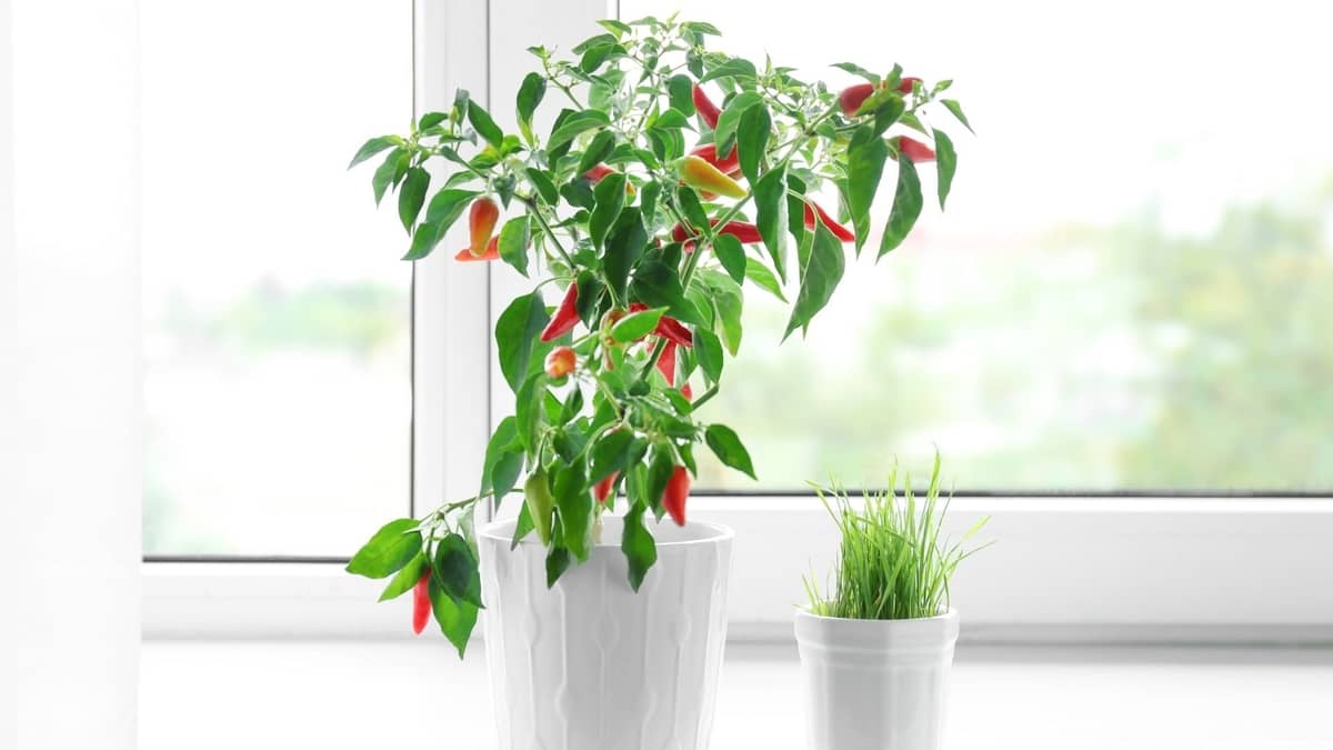 growing thai chili peppers indoors