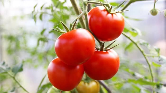 growing tomatoes year-round indoors how to