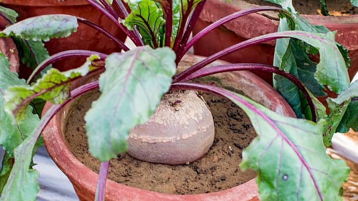  how long to grow pot indoors