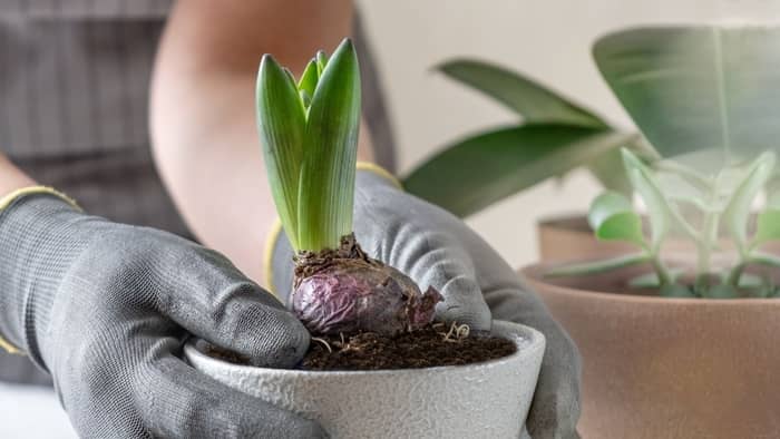 how to grow pot indoors