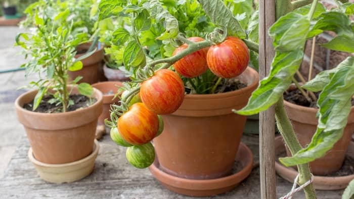  inside tomato garden