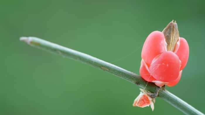  ma huang ephedra