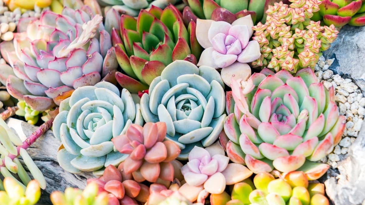 what succulents grow well indoors