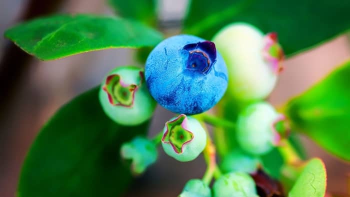  Can I grow blueberries in my apartment?