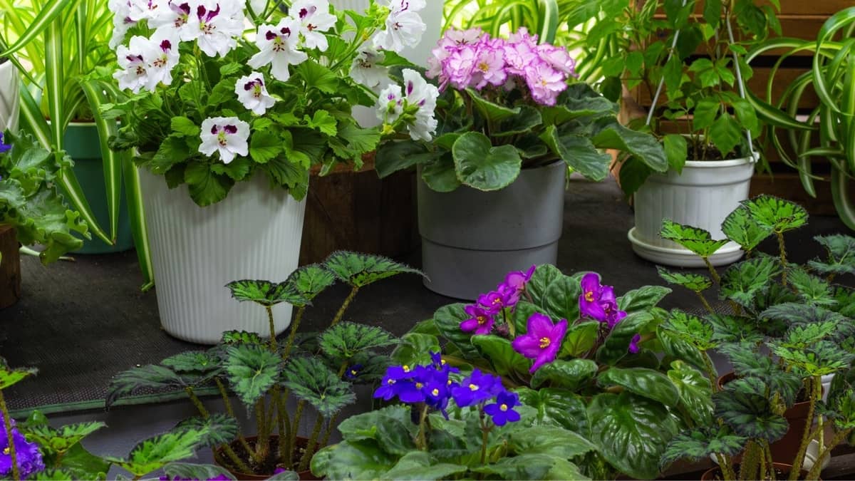 Easiest Flowering Plants To Grow Indoors