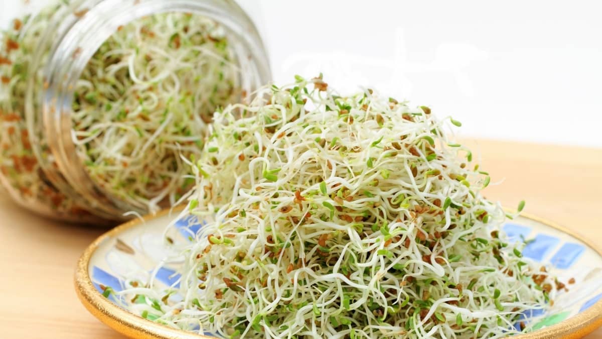 Growing Alfalfa Sprouts Indoors
