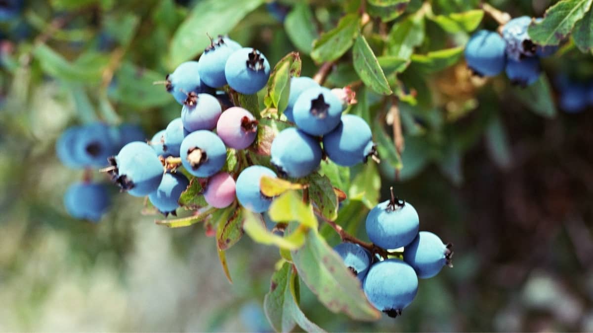 Growing Blueberries Indoors Year-Round