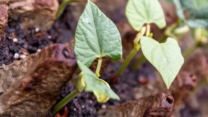 How To Grow Pinto Beans