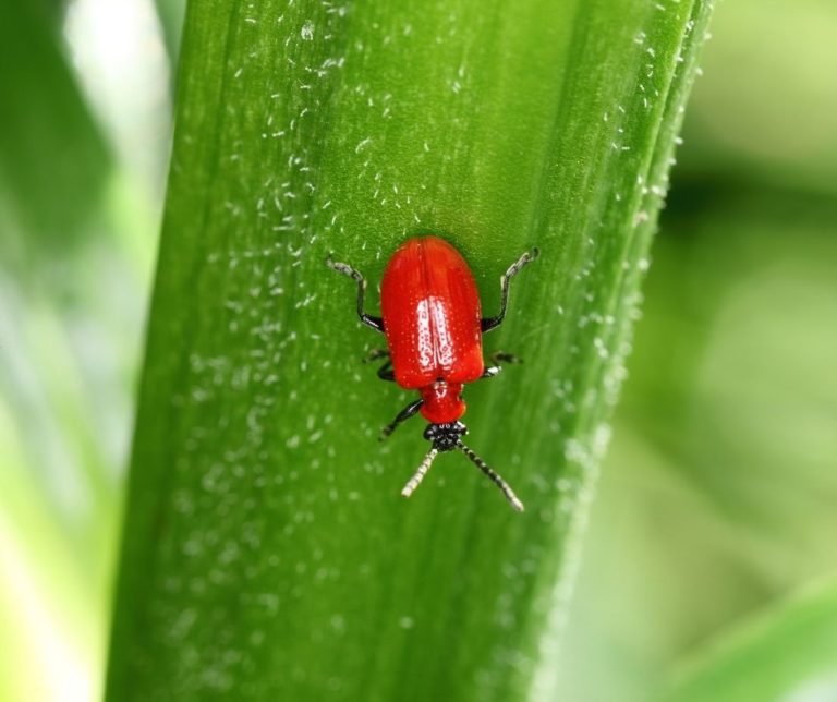 how-to-get-rid-of-lily-beetle-indoor-garden-tips