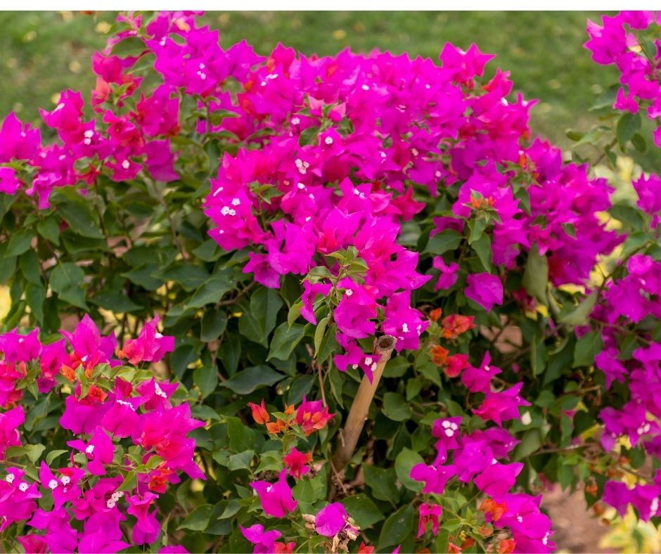 How to Grow Bougainvillea on a Wall? - Indoor Garden Tips