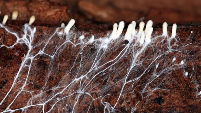 It will take a month for the mycelium to grow