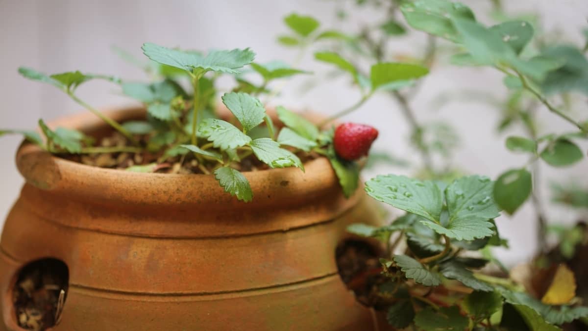 Can Strawberry Plants Grow Indoors?