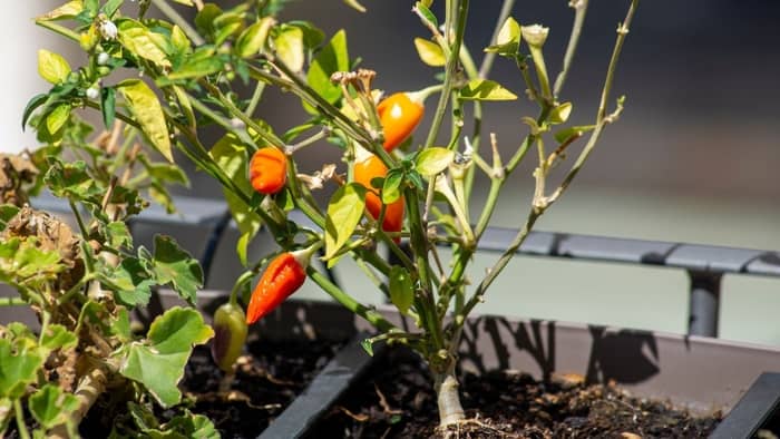 Chilli need at least 6 hours of light a day to grow properly and to stay healthy