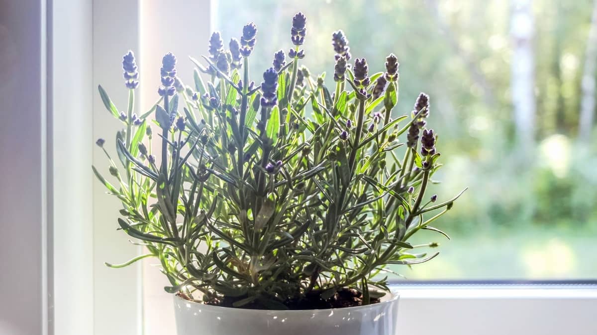 Does Lavender Grow Indoors