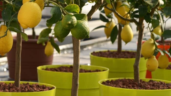 Growing Fruits Indoors
