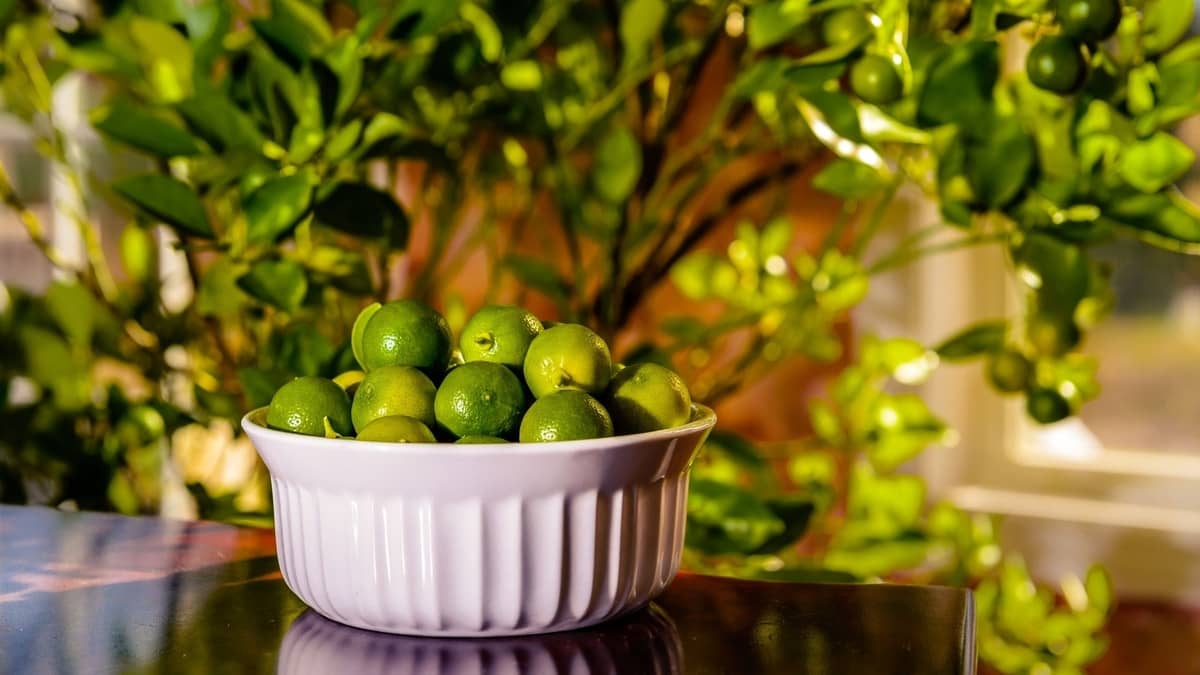 How To Grow Calamansi From Seed Indoors