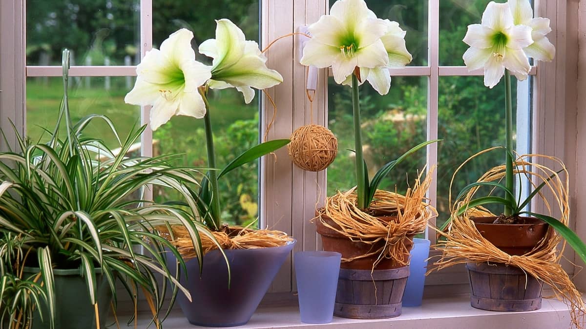 A Guide On Growing Amaryllis Indoors In Water