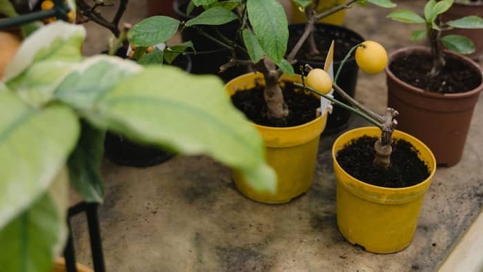 Growing Grapefruit Trees Indoors