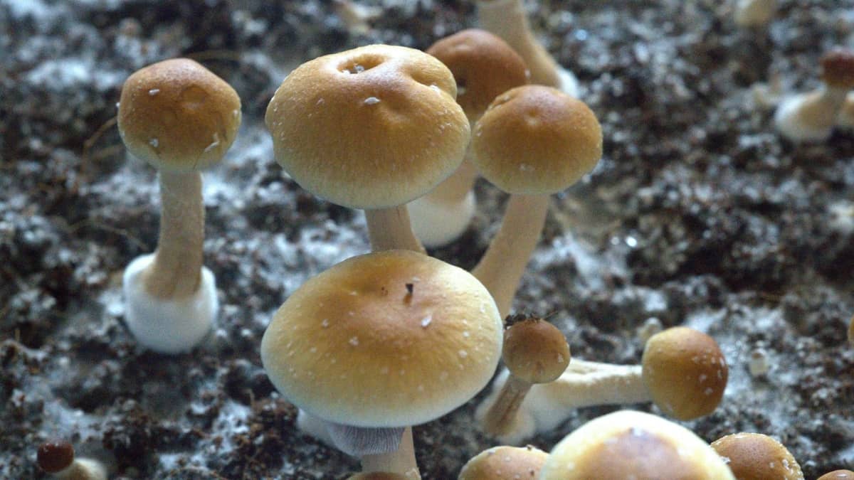 Growing Psilocybin Mushrooms Indoors