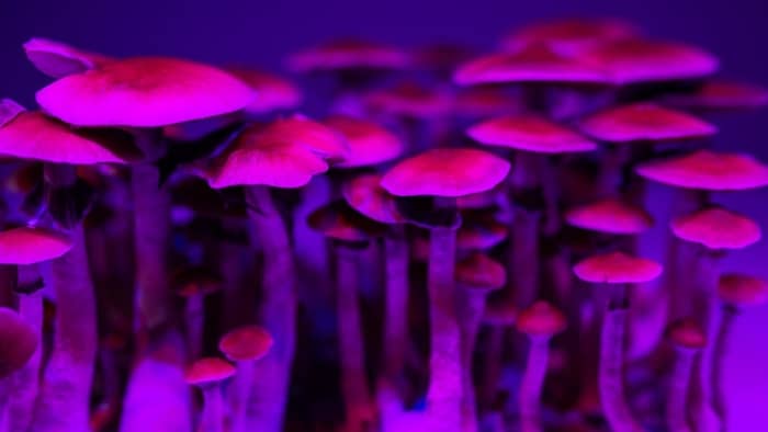 Growing Psilocybin Mushrooms