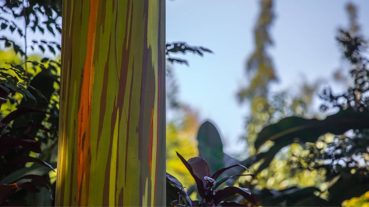 How To Grow A Rainbow Eucalyptus Tree Indoors
