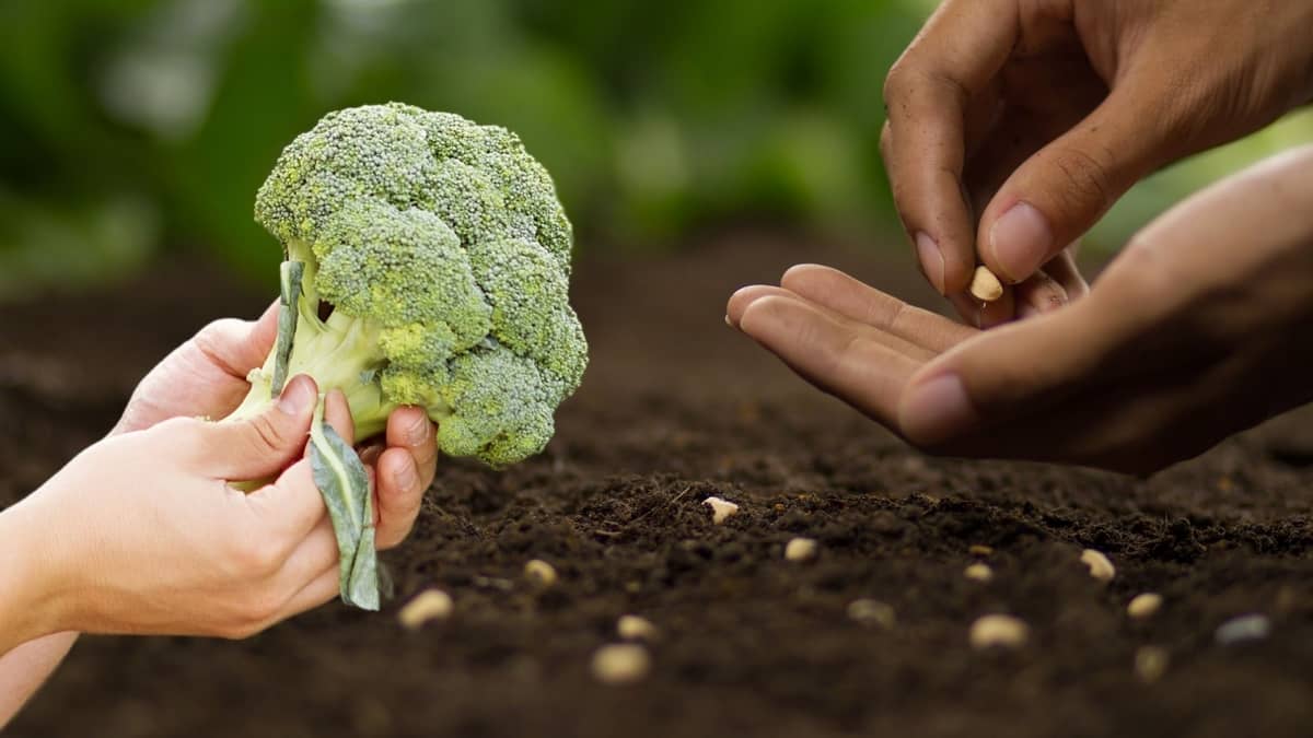 How To Grow Broccoli From Seed Indoors