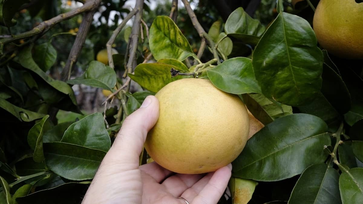Step by Step Guide On Growing Grapefruit Trees Indoors