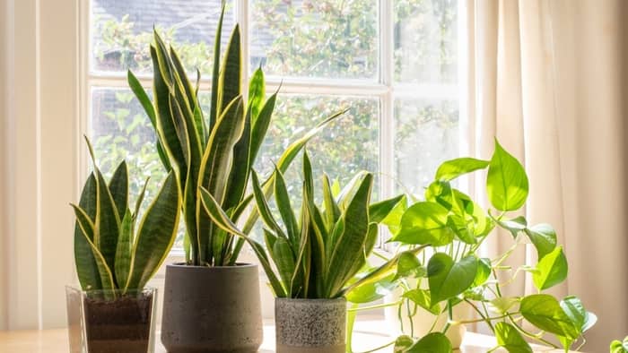 Succulents Grow Indoors