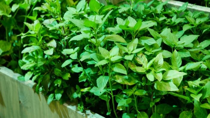 What Herbs Grow Well Together Indoors