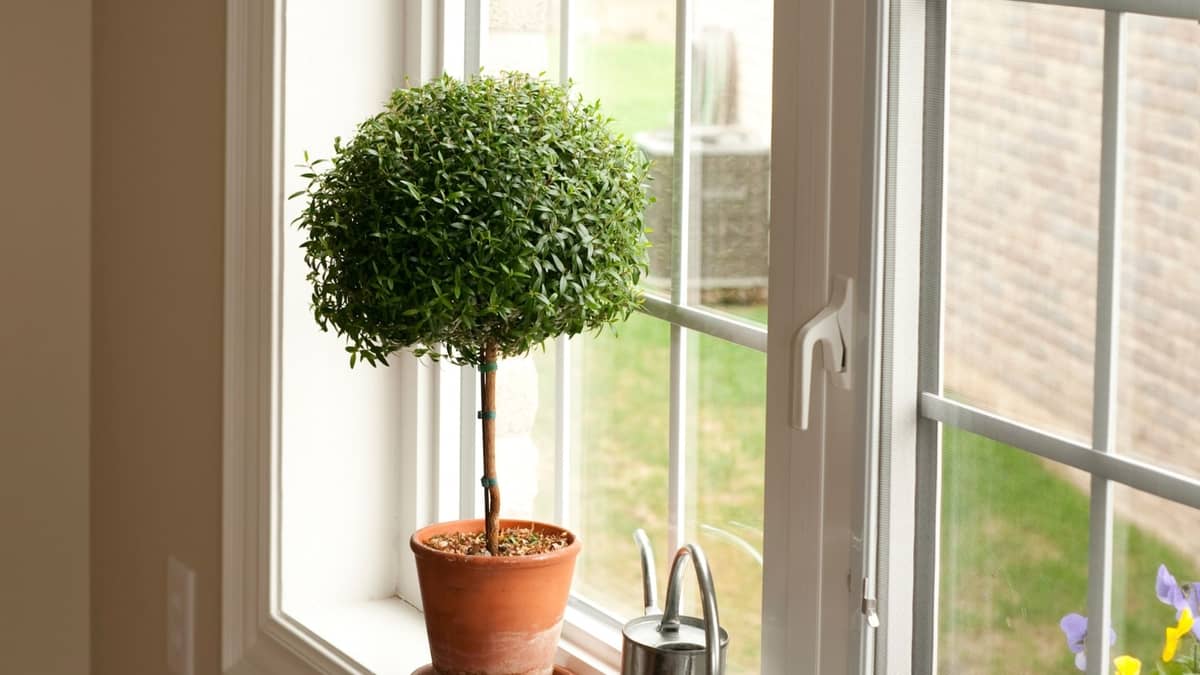 A Guide On Growing Boxwood Indoors 