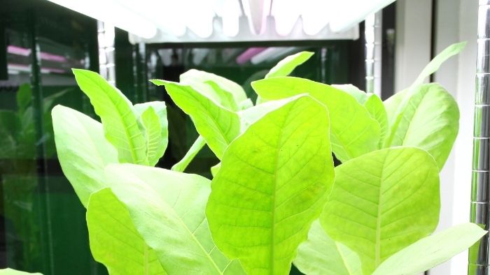 Growing Tobacco Plants Indoors
