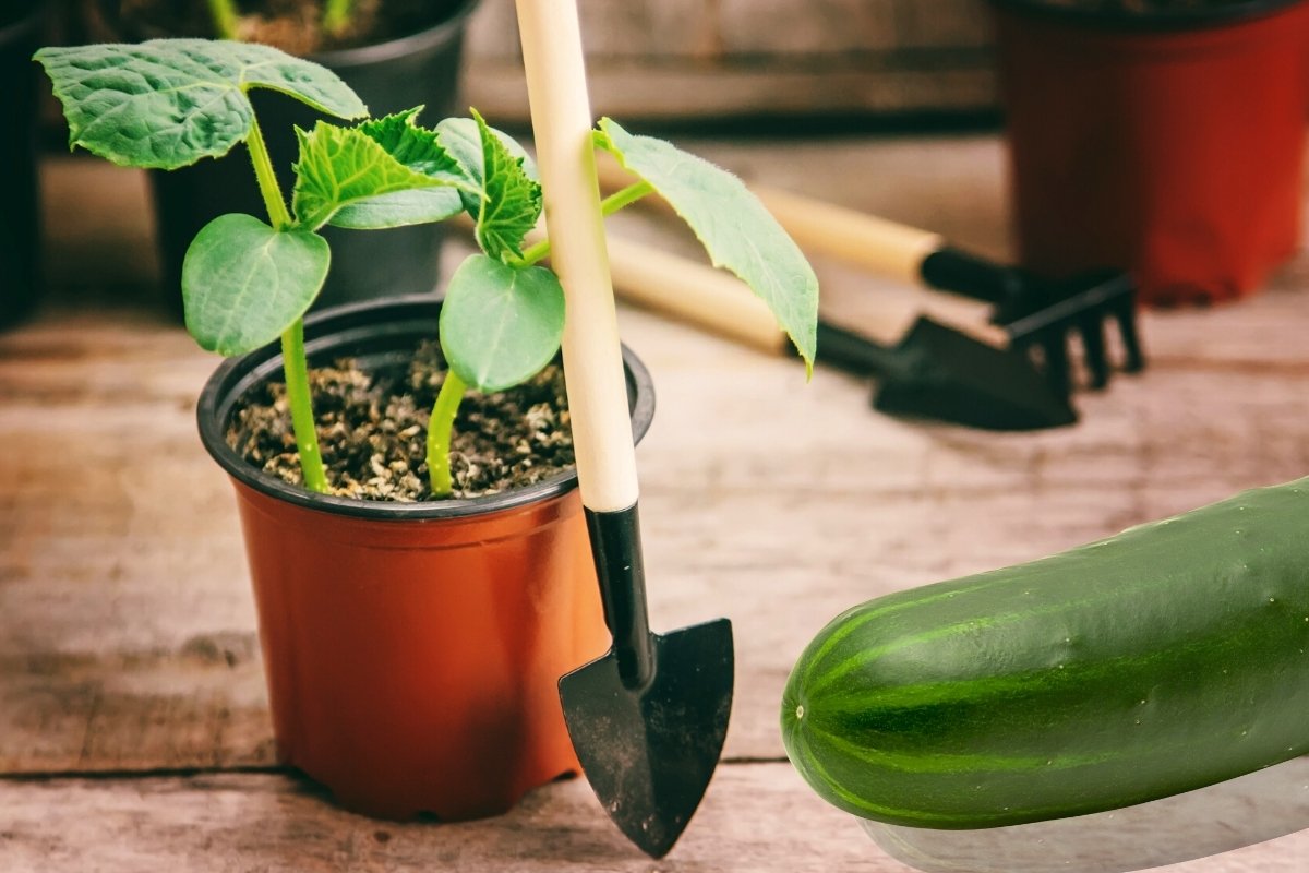 Can I Grow Cucumbers Indoors