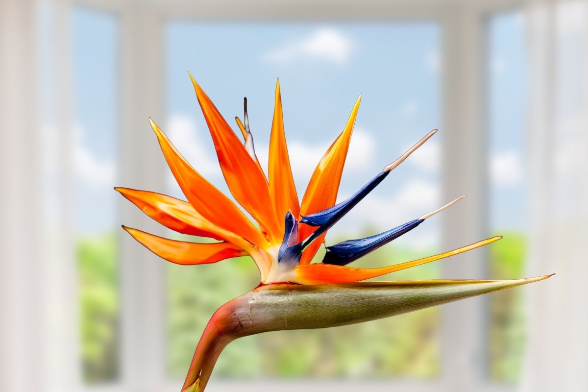 Growing A Bird Of Paradise Plant Indoors