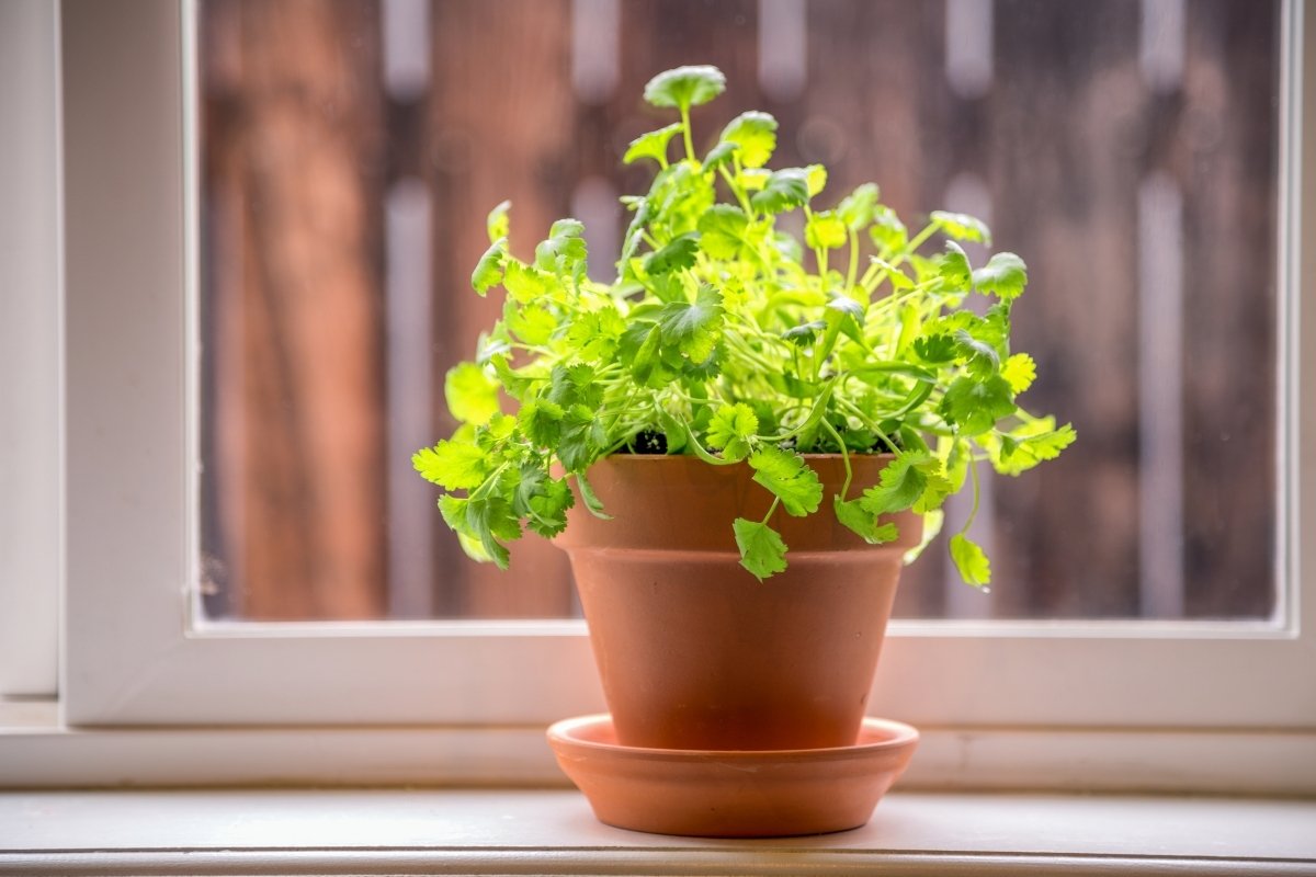 Growing Cilantro Indoors From Seed: 7 Simple Steps