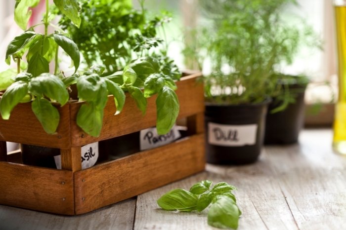 How Long Does An Indoor Herb Garden Last